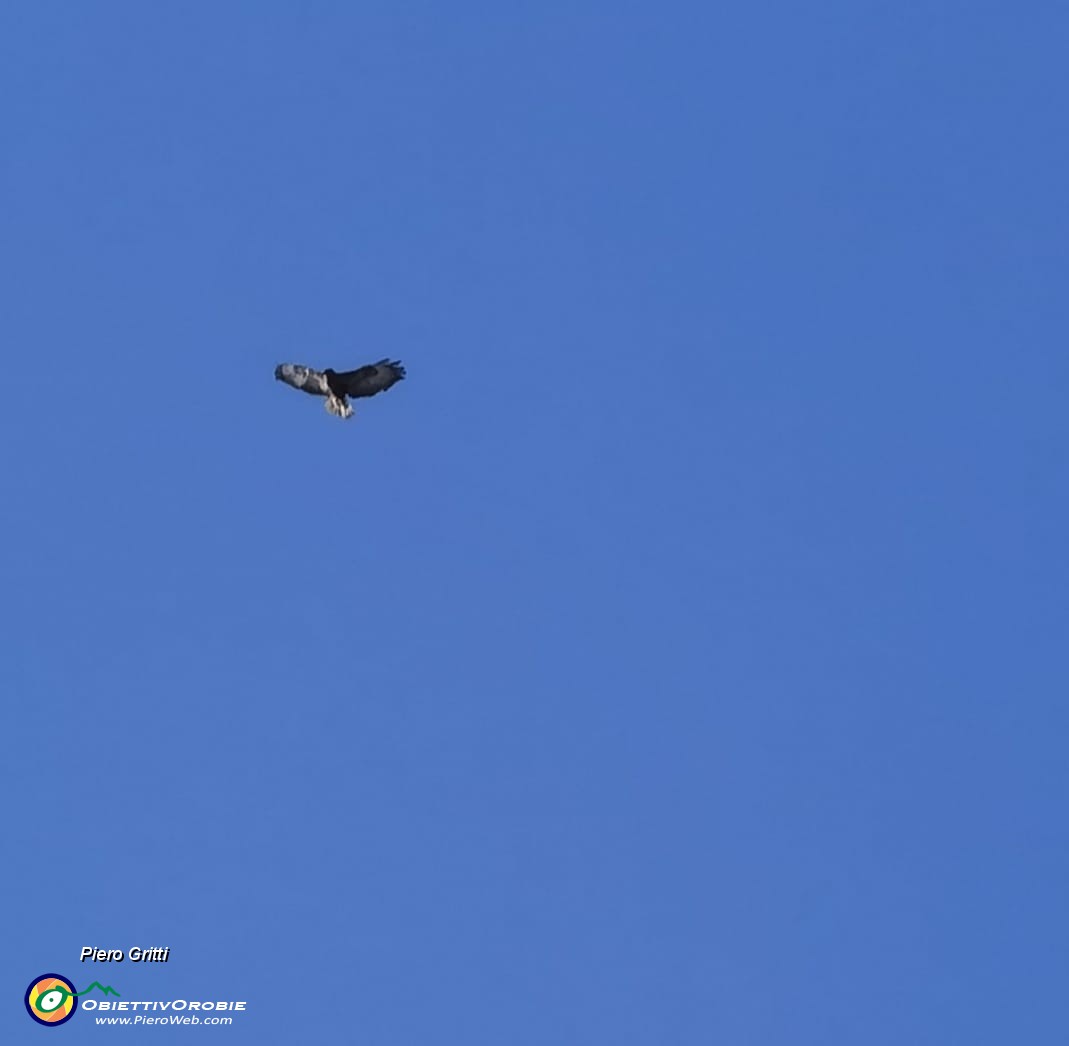 65 Aquila reale vola in cielo !.jpg